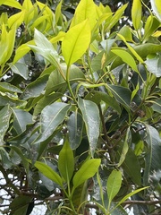 Lophostemon confertus