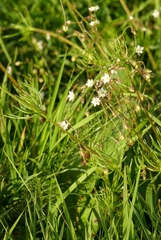 Spergula arvensis