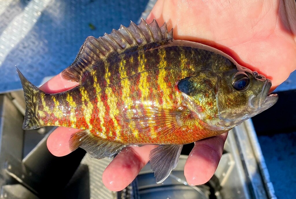 Warmouth × Redear Sunfish from Stockton, CA, USA on November 3, 2022 at ...