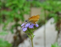Copaeodes aurantiaca