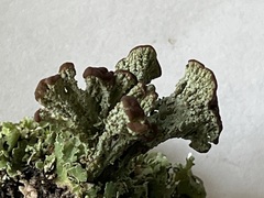 Cladonia cariosa