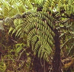 Cyathea tenera