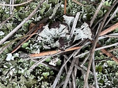 Cladonia cariosa