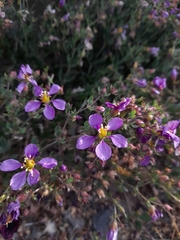Fagonia chilensis