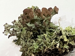 Cladonia cariosa