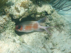 Holocentrus adscensionis