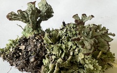Cladonia cariosa