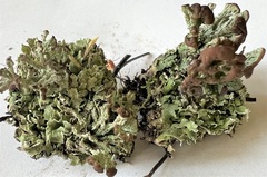 Cladonia cariosa