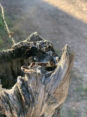 Trimorphodon paucimaculatus