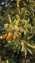 Alstonia scholaris
