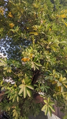 Alstonia scholaris