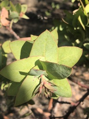 Arctostaphylos pallida