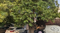Alstonia scholaris