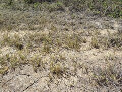 Sporobolus virginicus