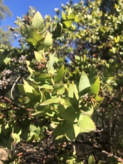 Arctostaphylos pallida