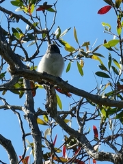 Artamus leucorynchus