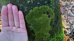 Melanelixia glabratula