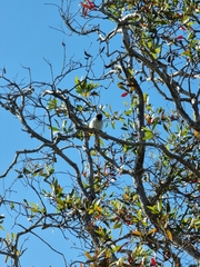 Artamus leucorynchus