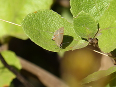 Calycopis