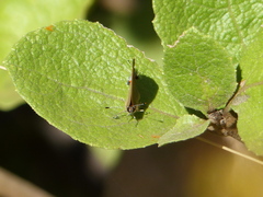 Calycopis