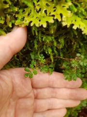 Acaena anserinifolia