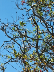 Artamus leucorynchus