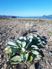Mertensia simplicissima