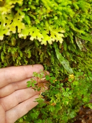 Acaena anserinifolia