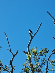 Artamus leucorynchus