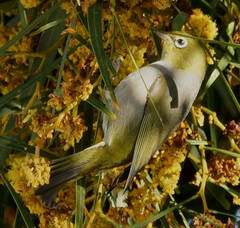 Zosterops lateralis pinarochrous