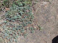 Heliotropium curassavicum