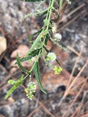 Tragia urticifolia