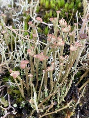 Cladonia peziziformis