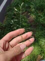 Eragrostis tenuifolia