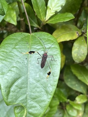 Anisoscelis gradadius