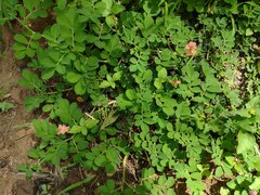 Indigofera spicata
