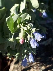 Mertensia simplicissima