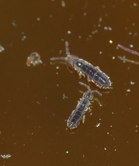 Vertagopus arboreus