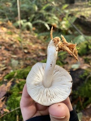 Pluteus exilis