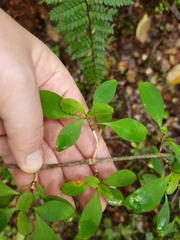 Coprosma foetidissima