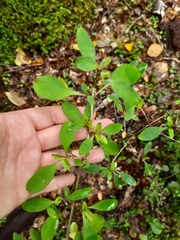 Coprosma foetidissima