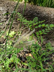 Phyllanthus tenellus