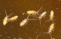 Tomocerinae