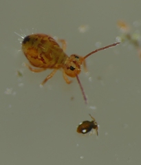 Dicyrtomina
