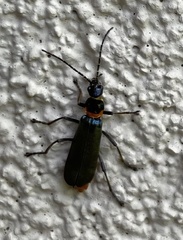 Chauliognathus lugubris