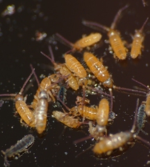 Tomocerinae