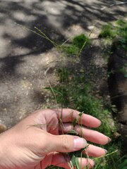 Digitaria radicosa