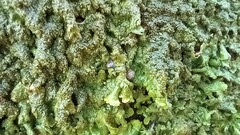 Melanelixia glabratula