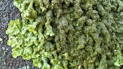 Melanelixia glabratula