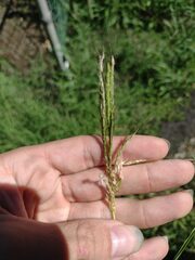 Bothriochloa pertusa